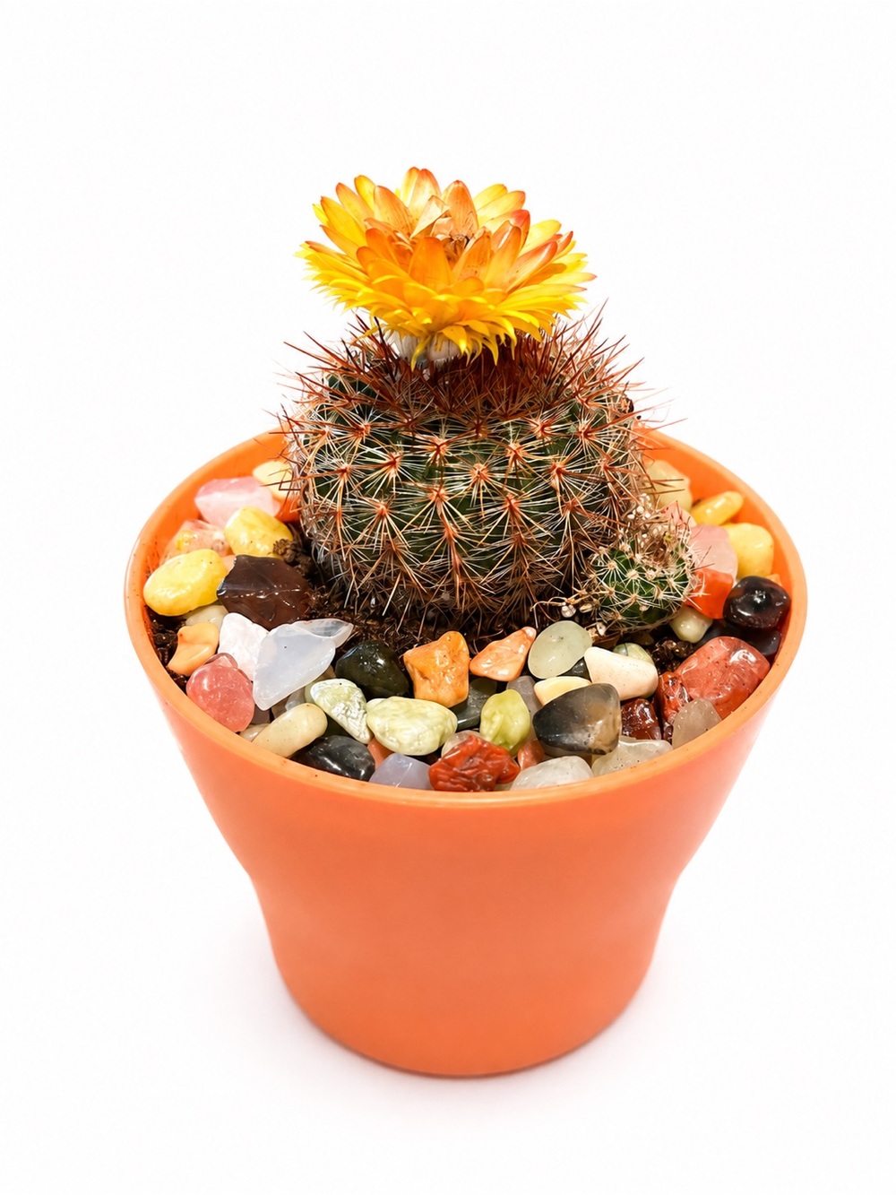 Orange Potted Cactus with Yellow Flower - Home Accent
